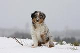 BERGER AUSTRALIEN PUPPIES 502
